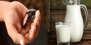 Bilim Adamlarının Açıkladığı, Geleceğin İştah Kaçıran Süper Besini; Hamam Böceği Sütü