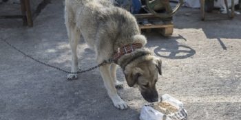 Poşetiyle Çöpe Atılan Bayat Ekmekleri Hayvan Yemine Dönüştüren Makine Yapan Hasan Kardaş