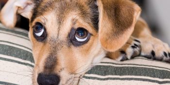 Evcil Hayvan Sahiplerinin Farkında Olmadan Yaptığı 13 Hata