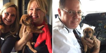 Ölümden Kurtarılan 64 Kedi ve Köpeğe Özel Kalkan Uçaktan İç Isıtan Renkli Kareler