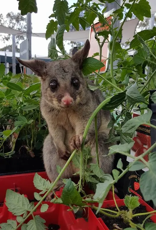 hirsiz_possum (1)