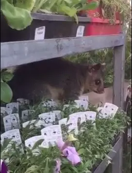 hirsiz_possum (3)