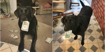 Hayatında En Çok Sevdiği Şey Para Olan Köpeğe Dolar Aşkını Kazandıran İştahlı Sebep