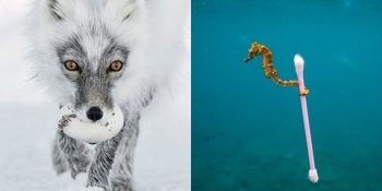 Binlerce Başvuru Arasından Seçilen 2017’nin En Başarılı 13 Vahşi Yaşam Fotoğrafı