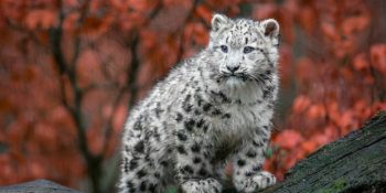 Hala Risk Taşısa da Tükenme Tehlikesi Bir Kademe Azalan Kar Leoparlarından 16 Şapşal Kutlama