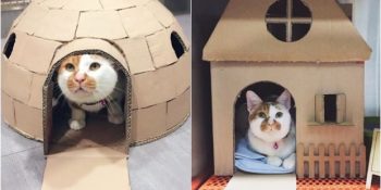 Her Kedi Gibi Kutulara Bayılan Tisoy’a Kartondan Yapılan Efsanevi Kedi Evleri