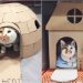Her Kedi Gibi Kutulara Bayılan Tisoy’a Kartondan Yapılan Efsanevi Kedi Evleri