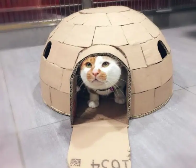 karton_kedi_evi (6)
