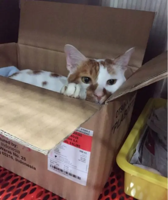 karton_kedi_evi (7)