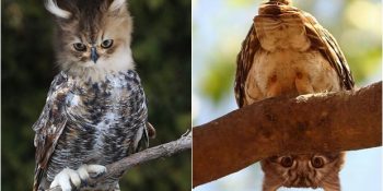 Kedi ve Kuşların Melez Bir Türü Sayılabilecek Yeni Photoshop Yavrusu 21 Hayvan