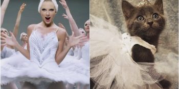 Çok Sevimli Bir Amaç İçin Taylor Swift Kostümleri Giyen Birbirinden Ponçik Yavru Kediler