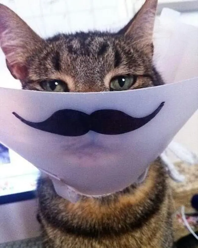 kedi_kopek_yakaligi (14)