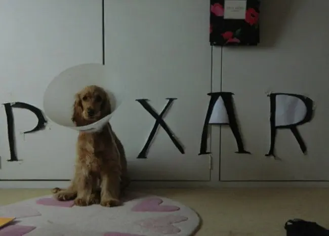kedi_kopek_yakaligi (2)