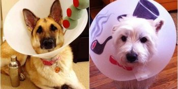 Yakalık Takmak Zorunda Kalan Minnoşların Durumunu Güzelleştiren 15 Yaratıcı Çalışma