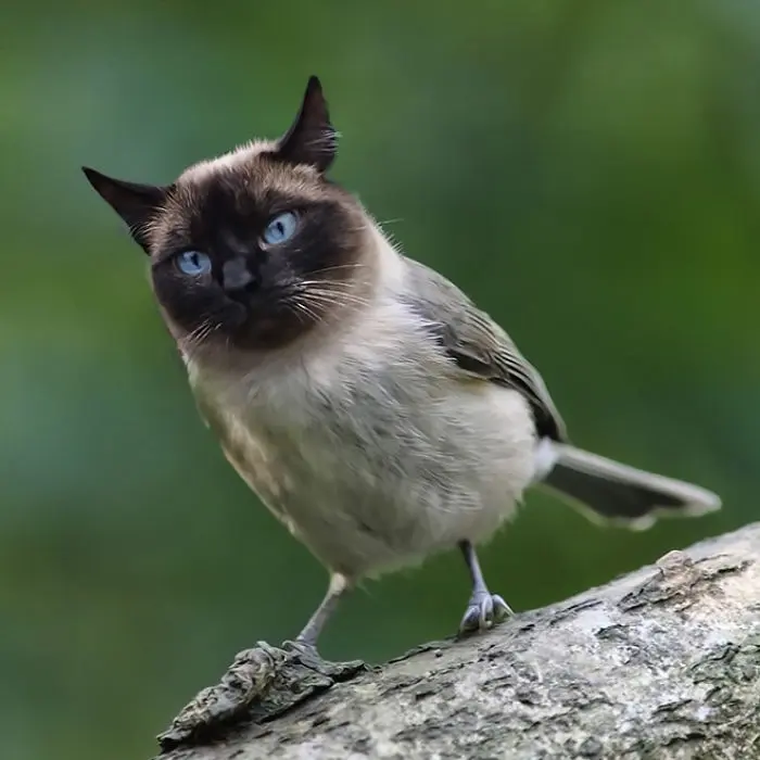 kedi_kus (19)