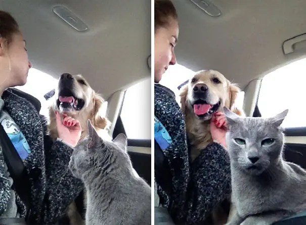 kedi_köpek (11)