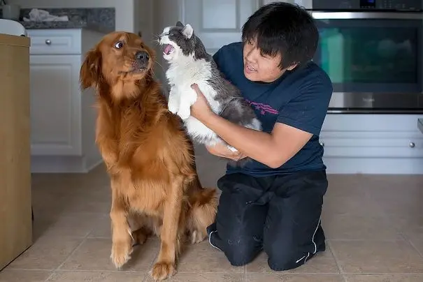kedi_köpek (15)