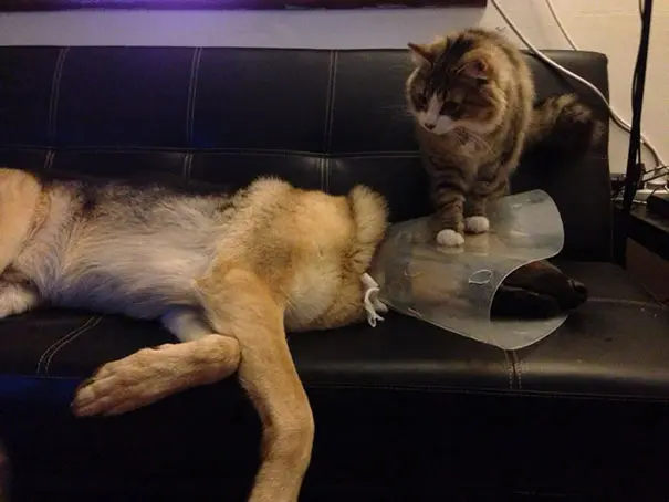 kedi_köpek (6)
