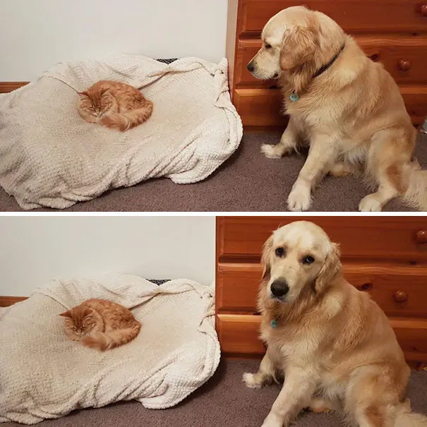 kedi_köpek (7)