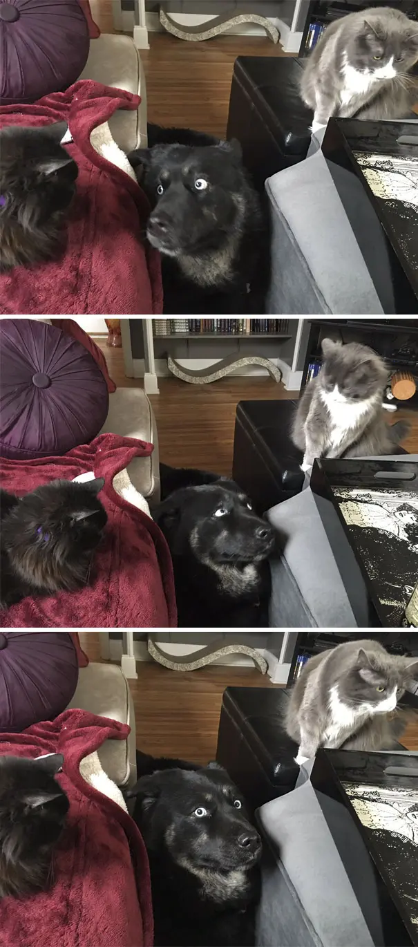 kedi_köpek (8)
