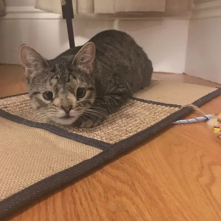 kedi_maya (6)