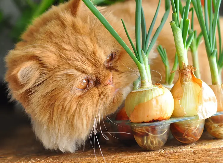 kedi_sagligi (1)