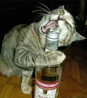kedi_sagligi (3)