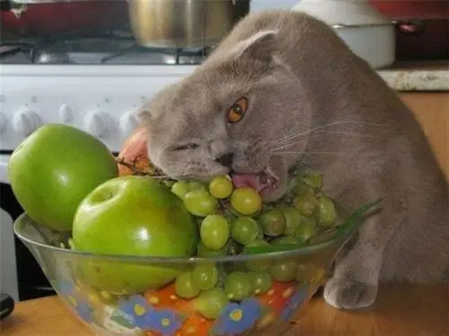 kedi_sagligi (6)