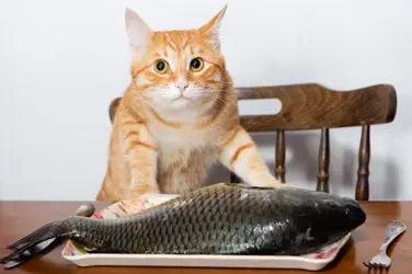 kedi_sagligi (7)