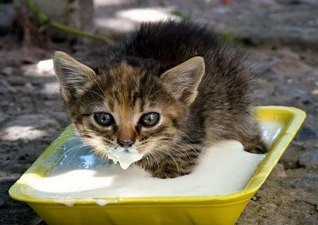 kedi_sagligi (8)