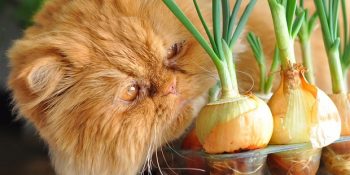 Kedi Sağlığını Tehdit Eden Fakat Zararsız Sanılan 7 Tehlikeli Besin