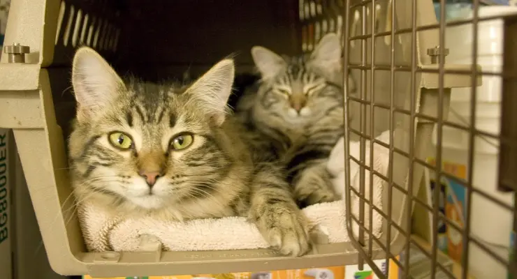 kedi_tasima_cantasi (1)