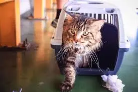 kedi_tasima_cantasi (2)