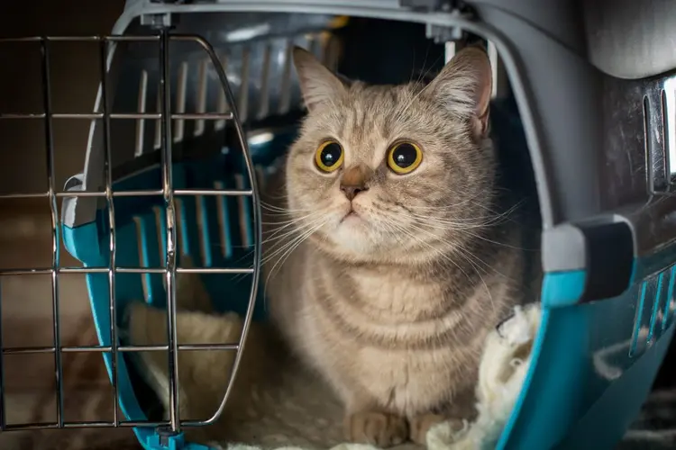 kedi_tasima_cantasi (3)