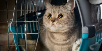 Taşıma Çantalarını Kediler İçin Daha Mutlu Bir Alana Çevirecek 5 Alıştırma Yöntemi