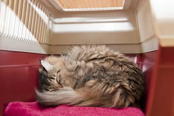 kedi_tasima_cantasi (4)