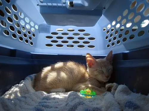 kedi_tasima_cantasi (5)