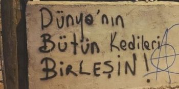 Şehrin Duvarlarını Süsleyen Birbirinden Güzel 18 Kedili Duvar Yazısı