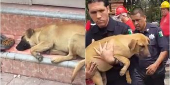 Deprem Sonrası Korkudan Felç Geçirerek Yürek Burkan Köpeğin Kurtuluşu