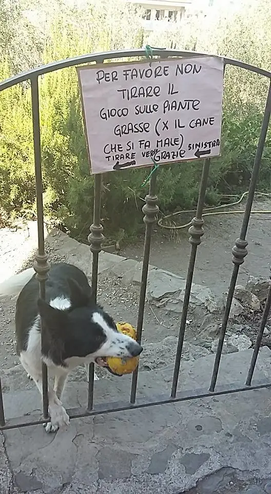 kopek_kaktus (3)