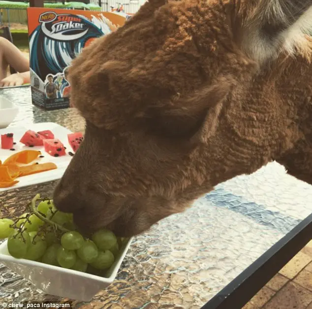 lama_chewpaca (2)