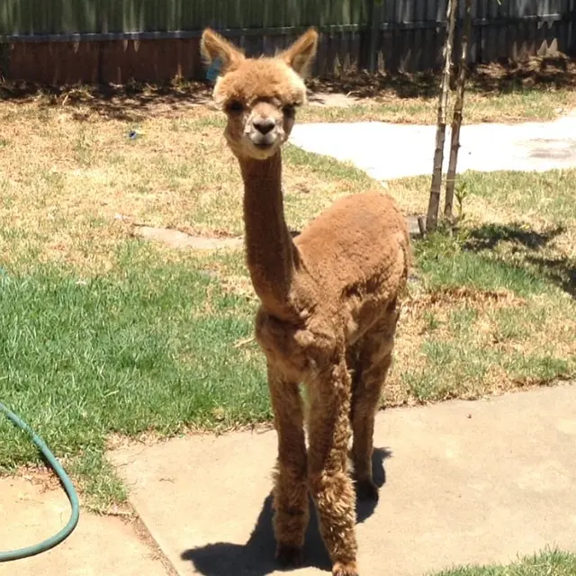 lama_chewpaca (3)