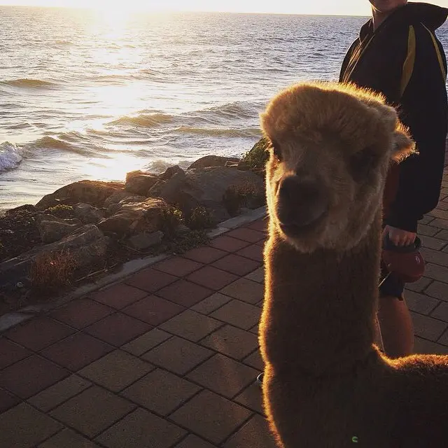 lama_chewpaca (5)