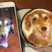 Evcil Hayvanlarınızın Fotoğraflarını Kahve Köpüğüne Çizen Yetenekli Baristadan 17 Leziz Çalışma