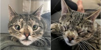 Ekstra Kromozomu Nedeniyle Ölüme Terk Edilen Kedi Maya’nın Herkese Ders Veren Hayatı