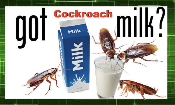 milk-636102698799006601