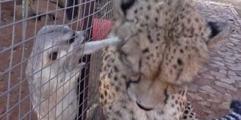 Mirketlerle Oynamak İsteyen ve Saldırılarına Mırlayarak Karşılık Veren Çita