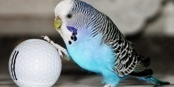 Dünyanın En Hoşsohbet Muhabbet Kuşuna Sahip Olmak İçin 9 Yetiştirme Yöntemi