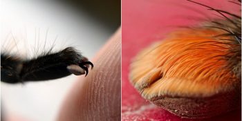 Sanılanın Aksine Bacakları Değil Patileri Olan Örümceklerin Pompişliğini Anlatan 16 Pati