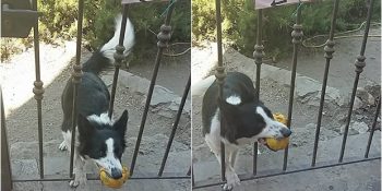 Yoldan Geçenlerle Oynamak İçin Oyuncağını Getiren Köpeğin Sahiplerinden Sevimli Mesaj